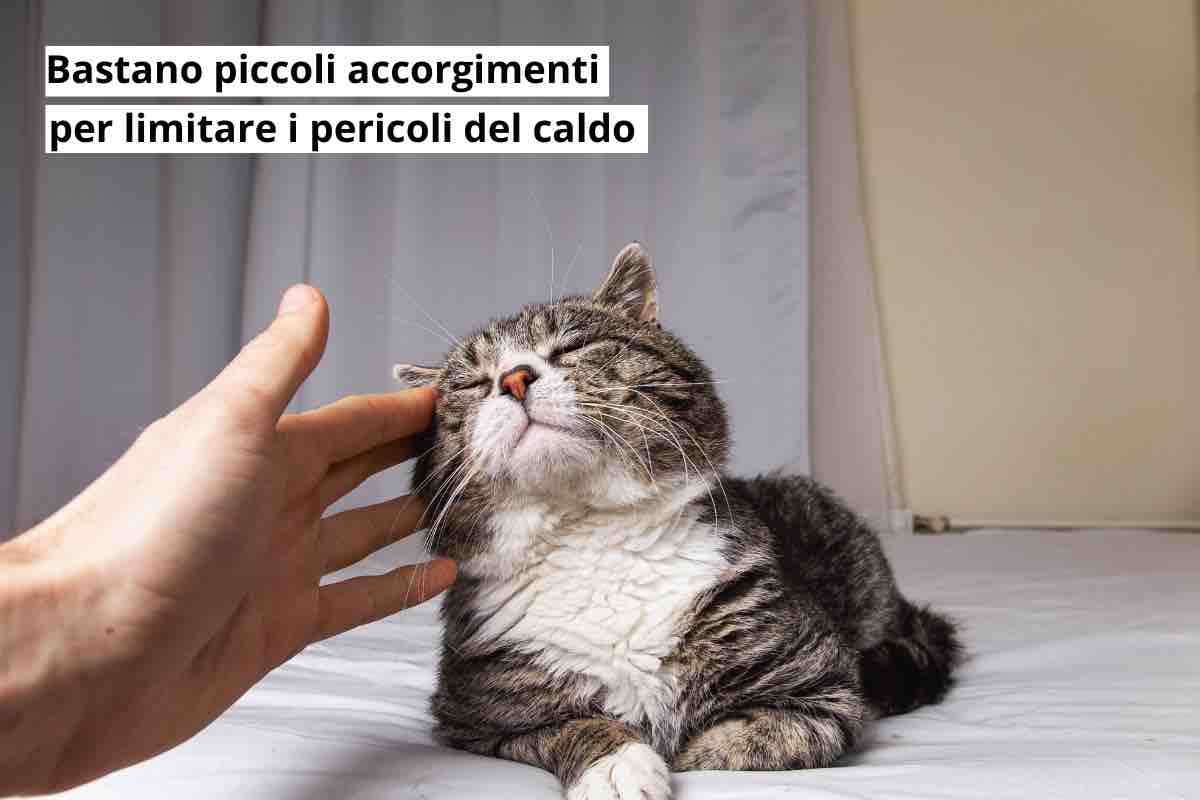 Consigli per gatti