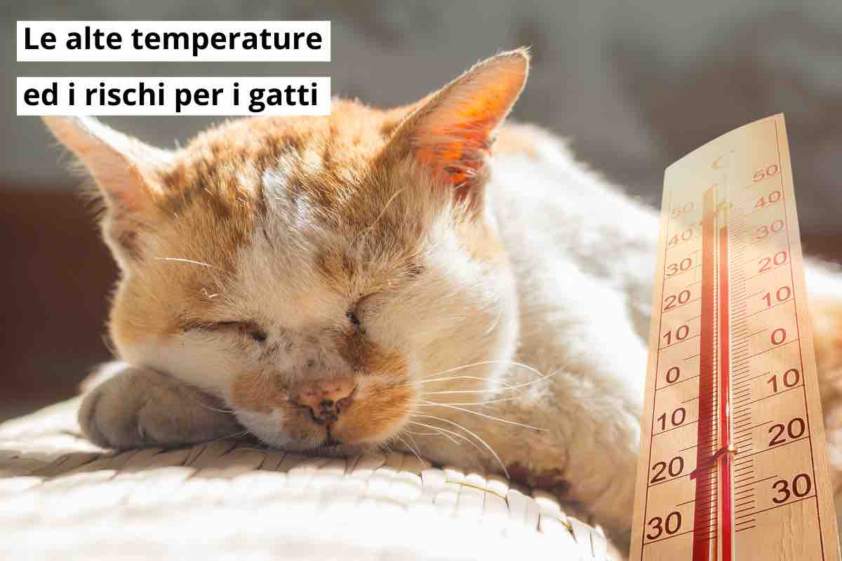 Caldo