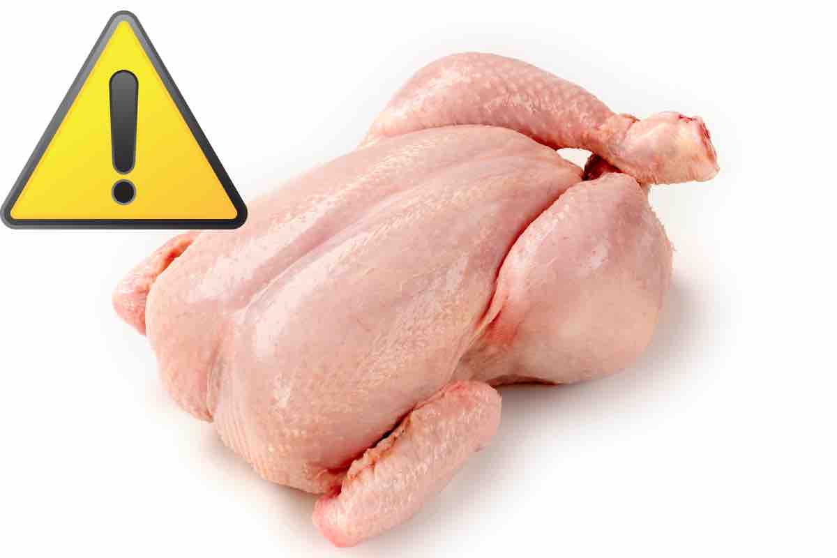 Pollo